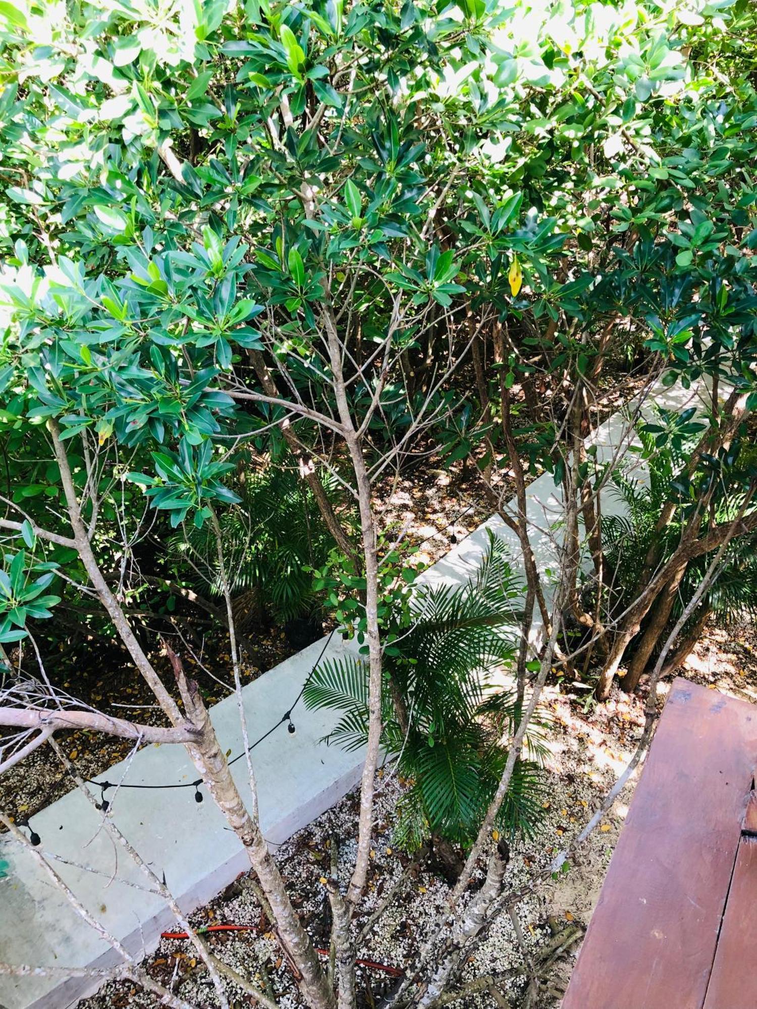 Cabanas Tulum - Aldea Mangle & Cenote المظهر الخارجي الصورة